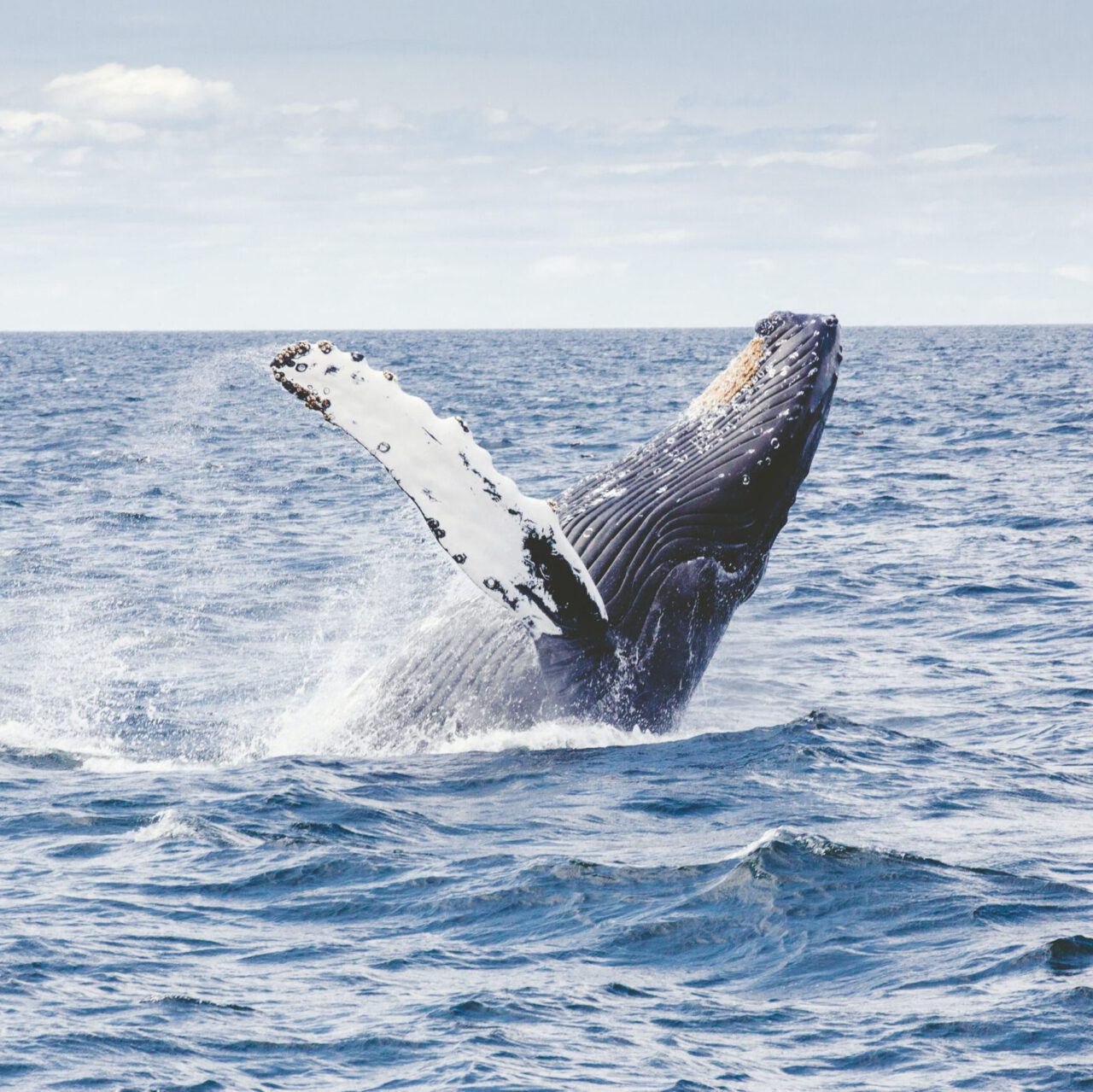 Humpback whale breaching